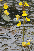 Bladderwort (Utricularia australis) in bloom in a pond, Landes, Aquitaine, France