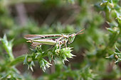 Grasshopper (Calephorus compressicornis) on stem, Arcachon Basin, France