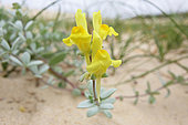Toadflax (Linaria thymifolia) in bloom on the sand, Arcachon Basin, France