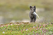 Young Arctic Fox (Alopex Lagopus) with a feather in tundra, Jameson Land, Northeast Greenland