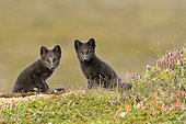 Young Arctic Foxes (Alopex Lagopus) in tundra, Jameson Land, Northeast Greenland
