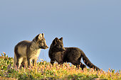 Young Arctic Foxes (Alopex Lagopus) in tundra, Jameson Land, Northeast Greenland