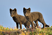 Young Arctic Foxes (Alopex Lagopus) in tundra, Jameson Land, Northeast Greenland