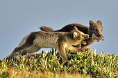 Young Arctic Foxes (Alopex Lagopus) playing, Jameson Land, Northeast Greenland