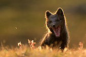 Young Arctic Fox (Alopex Lagopus) yawning in tundra, Jameson Land, Northeast Greenland