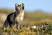 Young Arctic Fox (Alopex Lagopus) in tundra, Jameson Land, Northeast Greenland
