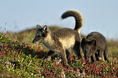 Young Arctic Foxes (Alopex Lagopus) playing, Jameson Land, Northeast Greenland