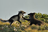 Young Arctic Foxes (Alopex Lagopus) playing, Jameson Land, Northeast Greenland