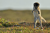 Young Arctic Fox (Alopex Lagopus) playing in tundra, Jameson Land, Northeast Greenland