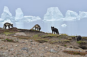 Arctic Foxes (Alopex Lagopus) family in the tundra, at the bottom the Scoresbysund, Jameson land, North East Greenland
