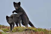 Young Arctic Foxes (Alopex Lagopus) playing, Jameson Land, Northeast Greenland