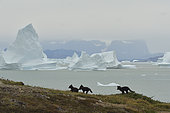 Young Arctic Foxes (Alopex Lagopus) in the tundra, at the bottom the Scoresbysund, Jameson land, North East Greenland