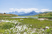Tall cottongrass (Eriophorum angustifolium), Guichard peat bog, Aiguilles d'Arves, Alps, France