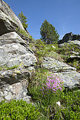 Pink Cushion (Silene acaulis bryoides) in bloom, Vallée de la Clarée, Alps, France