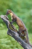 Pine Marten (Martes martes), adult climbing a trunk, Campania, Italy