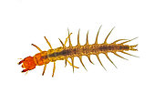 Aquatic, larval stage of a dobsonfly, also known as a hellgrammite, Shasta County, CA USA.