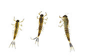 Larval or nymphal stage (aquatic) of Ameletid Minnow Mayflies, Shasta County, California, USA