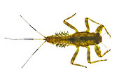 Spiny Crawler Mayflies are a family of the order Ephemeroptera. They are distributed throughout North America as well as the UK. This individual was found in Shasta County, California, USA.