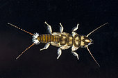 Plecoptera (Perlidae sp) on black background, Lake Quinault, Olympic Peninsula, Washington, D.C.