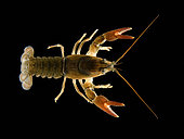 Signal Crayfish, Pacifastacus leniusculus, Oregon, USA.