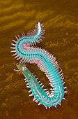 Pile Worm (Nereis vexillosa), males are irridescent blue-green, females are dull green. Its range is along the western Pacific coast from Alaska to San Diego, California.
