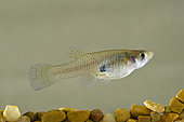 Gambusie de l'Ouest (Gambusia affinis) sont utilisés comme agents de lutte biologique pour réduire les populations de moustiques. Dans certains cas, les poissons sont responsables de la décimation des populations indigènes d'autres espèces telles que les rainettes indigènes. Les poissons sont distribués gratuitement dans certains comtés du sud de la Californie, que les propriétaires peuvent placer dans leurs bassins artificiels.