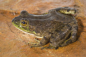 American Bullfrog (Lithobates catesbeiana) is native to eastern North America but has been introduced to many other areas, often with disastrous results. The bullfrog is a voracious feeder and will eat many native species when introduced to new locations. Photographed in Oregon, USA.
