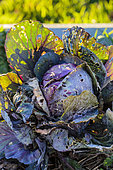 Red cabbage damaged by molluscs, in winter.