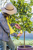 Woman harvesting lemons 'Lunario'