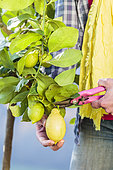 Woman harvesting lemons 'Lunario'