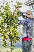 Woman cuting a lemon tree 'Lunario'. Shortening the long branches is essential to keep a subject with a balanced port.