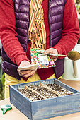 Sowing young vegetables under cover in a box, saves time for early vegetables ... or harvest before the hour indoors.