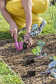Woman planting a red cabbage plant in the spring.
