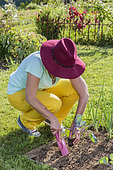 Woman planting a red cabbage plant in the spring.
