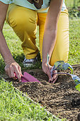 Woman planting a red cabbage plant in the spring.