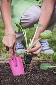 Woman planting a Chinese cabbage (Bok choy or Pak choi). Planting a cabbage type pak choy
