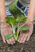Woman planting a Chinese cabbage (Bok choy or Pak choi). Planting a cabbage type pak choy