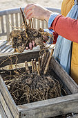Verification of the dahlias preserved during the winter: manipulation and verification of the good condition of the tuberized strains of dahlias during their winter conservation.
