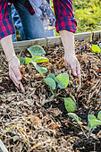 Mulching cabbage cabbage (Brassica oleracea capitata) after planting