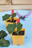 Cutting of Cranberrybushviburnum. Snowball cuttings (Viburnum opulus roseum) in a bucket.