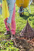 Autumnal cleaning of the garden: man weeding the soil between two rows of vegetables in autumn.