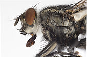 Flesh Fly. Flesh Fly close up utilizing 26 images focus stacked in Photoshop.