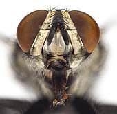 Flesh Fly's Head. High magnification photograph of a Flesh Fly’s head.