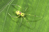 Hawaiian Happy Face Spider (Theridion grallator) is a spider in the family Theridiidae. Its Hawaiian name is nananana makaki’i (face-patterned spider). Photographed on big island of Hawaii.