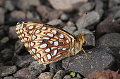 Northwestern Fritillary. Northwestern Fritillary (Speyeria hesperis) found at 10,000 ft. on Grand Mesa, Colorado, USA