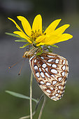 Northwestern Fritillary. Northwestern Fritillary (Speyeria hesperis) found at 10,000 ft. on Grand Mesa, Colorado, USA