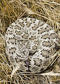 Northern Pacific Rattlesnake. Northern Pacific Rattlesnake (Crotalus oreganus) is a venomous pit viper species found in North America in parts of British Columbia, western United States and northwestern Mexico. Photographed in Carrizo Plain National Monument, San Luis Obispo County, California.
