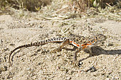 Blunt-nosed Leopard Lizard. Blunt-nosed Leopard Lizard (Gambelia sila) is a species of lizard in the family Crotaphytidae. The species is endemic to Southern California and is listed as a federal and state endangered species.