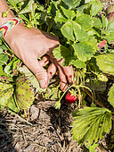 Strawberry 'Cirafine' picking