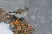 Snowfinch (Montifringilla nivalis) on rocks with snow, Tyrol, Austria, Europe